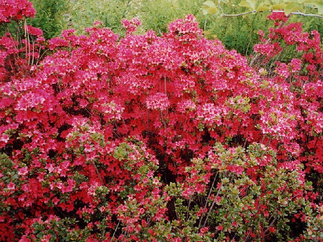 キリシマツツジ