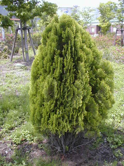 オウゴンコノテガシワ