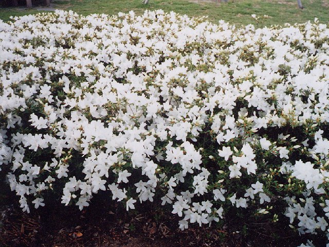 リュウキュウツツジ