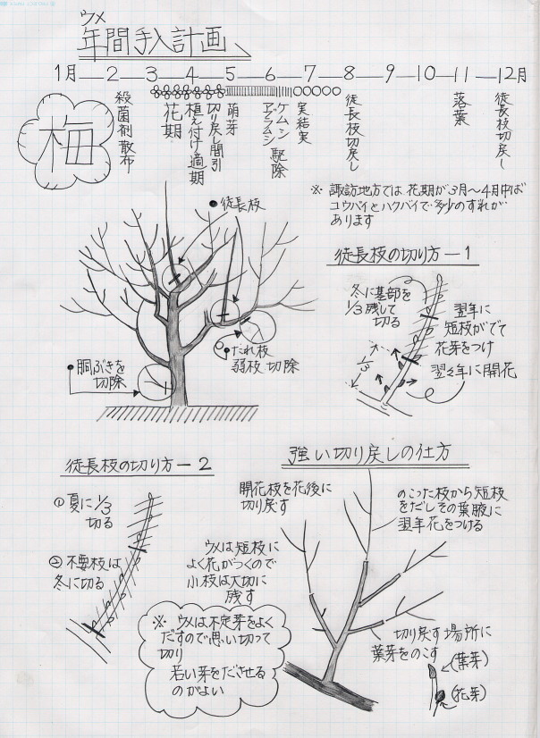 庭木の手入れ 剪定 諏訪植木株式会社